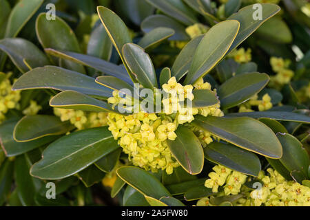 Di euforbia laurel (Daphne laureola) Fiori Foto Stock