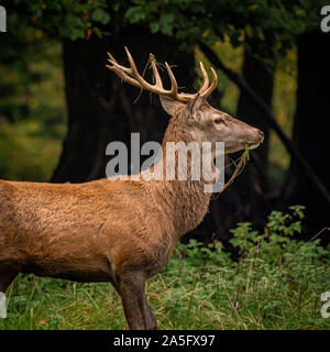 Red Deer Stag, Studley Royal Park, North Yorkshire, Regno Unito. Foto Stock