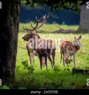 Red Deer feste di addio al celibato e cerve, Studley Royal Park, North Yorkshire, Regno Unito. Foto Stock