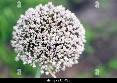 Infiorescenza di fioritura di porri vicino - fino sullo sfondo della vegetazione sfocata. Sfondo. Foto Stock