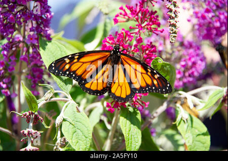 La Monarch Butterly sui fiori Foto Stock