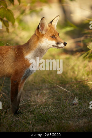 Urban Fox in un riparto area, a nord di Londra, Regno Unito Foto Stock