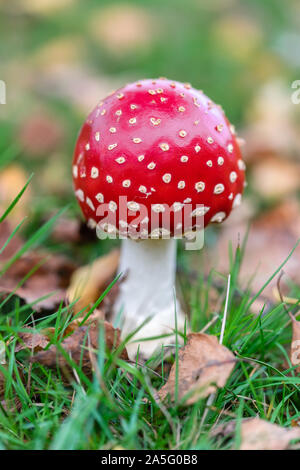 Fly agaric (Amanita muscaria) noto anche come fly amanita o comunemente chiamato Toadstool durante il mese di ottobre nella New Forest, Inghilterra, Regno Unito Foto Stock