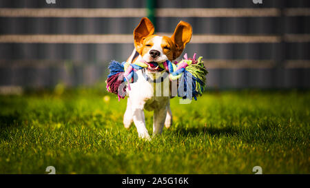 Cane Beagle di salto e in esecuzione come un matto con un giocattolo in una piscina esterna verso la telecamera Foto Stock