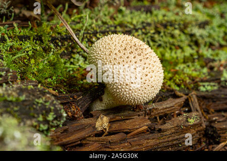 Puffball - Lycoperdon perlatum riscontrato durante le escursioni parco nazionale in Matane, Quebec, Canada. Piccolo fungo che era davvero bella. Foto Stock