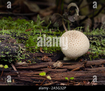 Puffball - Lycoperdon perlatum riscontrato durante le escursioni parco nazionale in Matane, Quebec, Canada. Piccolo fungo che era davvero bella. Foto Stock