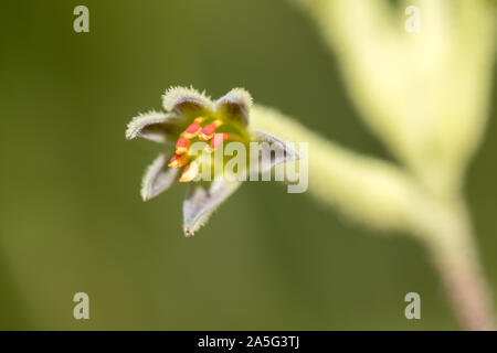 Nativi Australiani zampa di canguro impianto Foto Stock