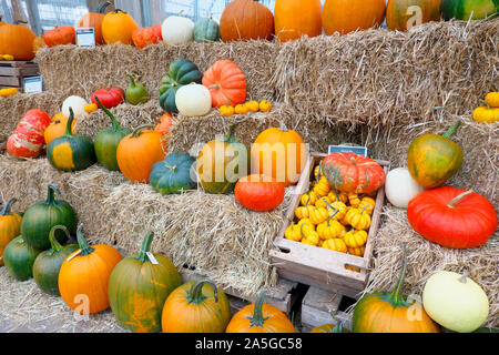 Zucche sul display Foto Stock