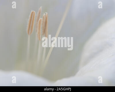 Primo piano della Jimson weed (Datura wrightii) stami Foto Stock