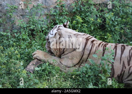 Tiger gioca nell'acqua sulla montagna. - Immagine Foto Stock