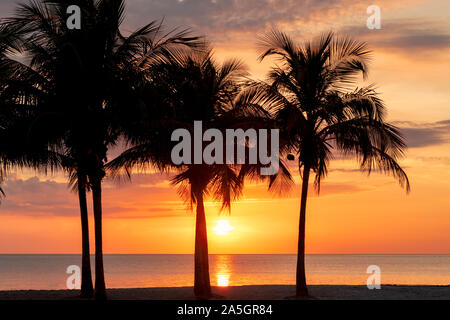 Palme sulla spiaggia di Miami Beach a sunrise Foto Stock