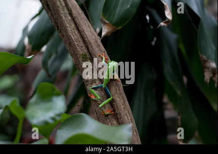 Un rosso-eyed raganella, (Agalychnis callidryas o Rana Ojos Rojos, visto in Costa Rica. Foto Stock