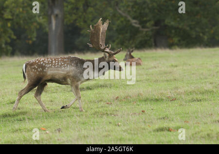 Un magnifico Daini Stag, Dama Dama, camminando per un campo durante il rut. Foto Stock