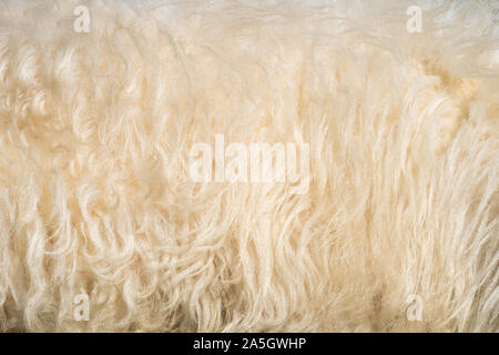 Close up real beige pelliccia di lana di pecora sfondo texture Foto Stock