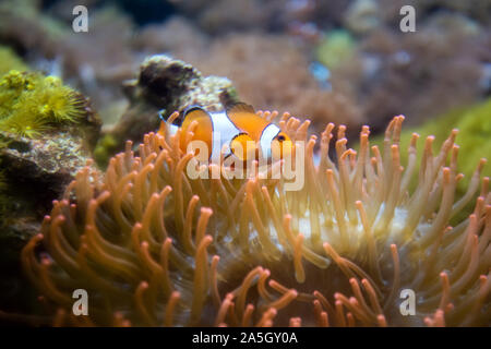 Clown Anemonefish, Amphiprion percula, nuoto fra i tentacoli della sua casa di anemone Foto Stock