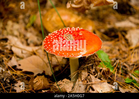 Fly agaric (toadstool) attesa per raccoglitori di funghi nella foresta di Brandeburgo, nei pressi di Berlino, Germania Foto Stock