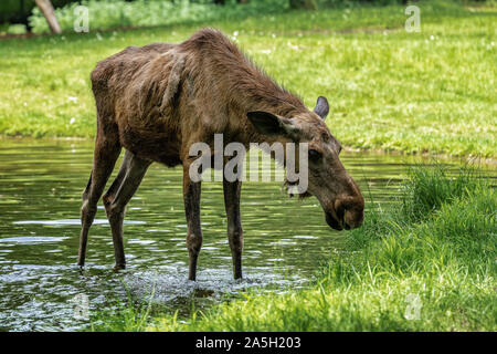 Unione alci, Alces alces, noto anche come l'alce Foto Stock