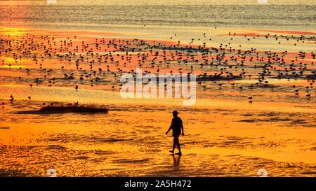 Gli scuotipaglia e gabbiani, sagome sulla spiaggia, atmosfera serale al tramonto, Duhnen, Cuxhaven, Bassa Sassonia, Germania Foto Stock