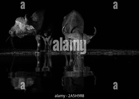 Due Paesi africani di bufala di bere da un pool di notte Foto Stock