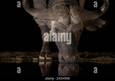 Close-up di bufali di bere da un fiume nel buio Foto Stock