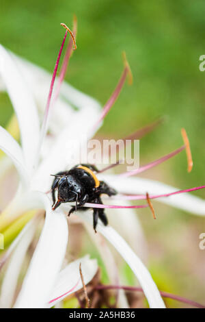 Bumble Bees sul fiore Foto Stock