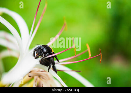 Bumble Bees sul fiore Foto Stock