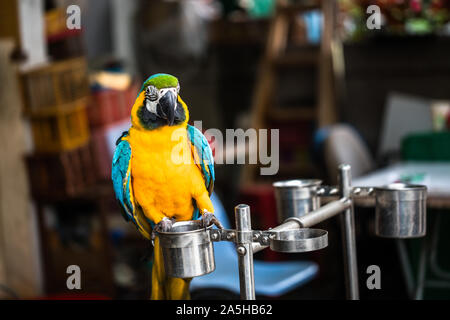 Parrocchetto sul display a livello locale Mong Kok Bird Market in Hong Kong Foto Stock