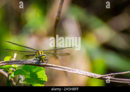 Un Southern Hawker Dragonfly in Conil de la Frontera Audubon Society, Texas Foto Stock