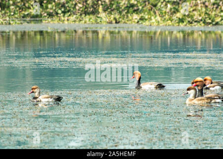 Red crested pochard diving duck bird (Netta rufina) nuoto nella zona umida. L'acqua uccelli che si trovano in Laguna Madre del Texas, Messico, Apalachee Bay, Fla, C Foto Stock