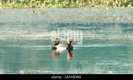 Red crested pochard diving duck bird (Netta rufina) nuoto nella zona umida. L'acqua uccelli che si trovano in Laguna Madre del Texas, Messico, Apalachee Bay, Fla, C Foto Stock