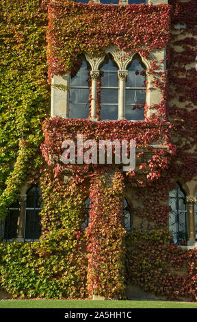 Ivy crescente nelle pareti Christ Church College in autunno presso l Università di Oxford, Oxford, Inghilterra, Regno Unito Foto Stock