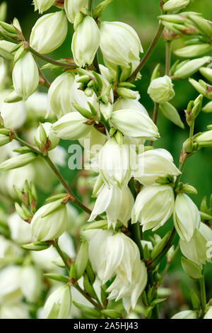 Fiori bianchi di Yucca aloifolia 'Vittorio Emanuele II'. Pugnale spagnolo, Palm Lily, tumulo-lily, Yucca, estate Foto Stock