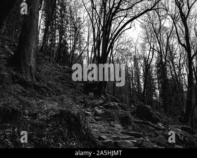 In bianco e nero degli alberi Foto Stock