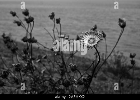 Immagine in bianco e nero di un ragged, ruvida cercando daisy come flower sulla costa con il mare in background Foto Stock