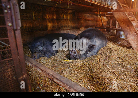 Ritratto di un maiale vietnamita dorme pacificamente su un mucchio di paglia. Foto Stock