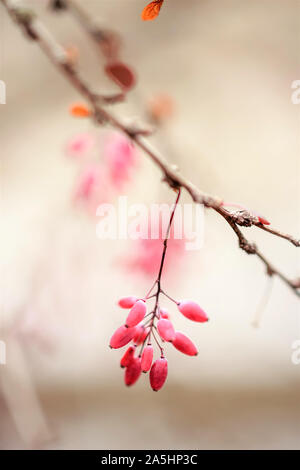 Immagine morbida di Crespino rami con bacche di rosa in inverno. Macro shot. Foto Stock