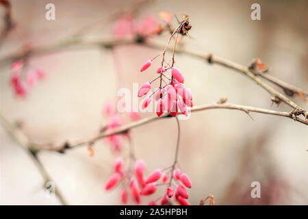 Immagine morbida di Crespino rami con bacche di rosa in inverno. Mac Foto Stock
