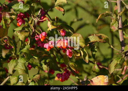 Mandrino europea fiore o Euonymus europaeus vista da vicino nel sole autunnale, mandrino comune dei frutti in autunno dorato Foto Stock