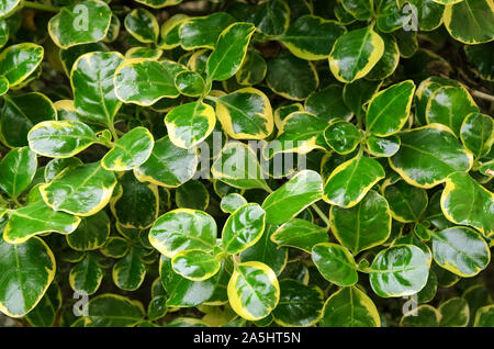 Euonymus fortunei ,Emerald'n oro crescente nel giardino.Fortune mandrino del noto anche come l'inverno superriduttore è un sempreverde specie originaria della Cina e Kor Foto Stock