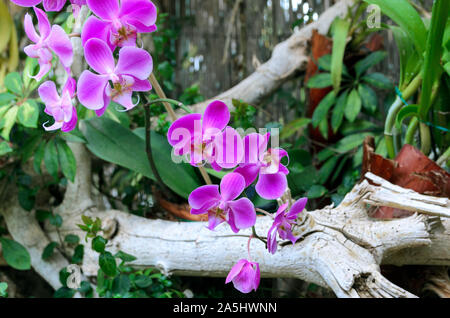 Exotic Phalaenopsis schilleriana Orchid cresce e fiorisce nel giardino tropicale. Bellissime le orchidee sfondo. Foto Stock
