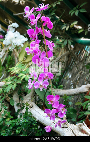 Exotic Phalaenopsis schilleriana Orchid cresce e fiorisce nel giardino tropicale. Bellissime le orchidee sfondo. Foto Stock