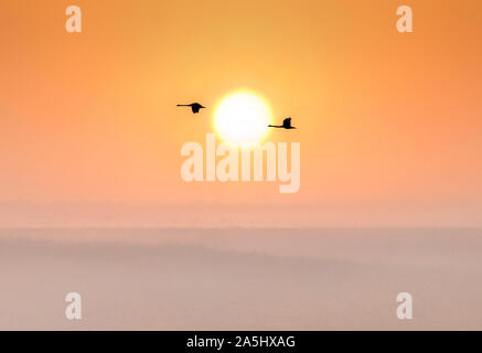 Volo di cigni di sunrise Foto Stock