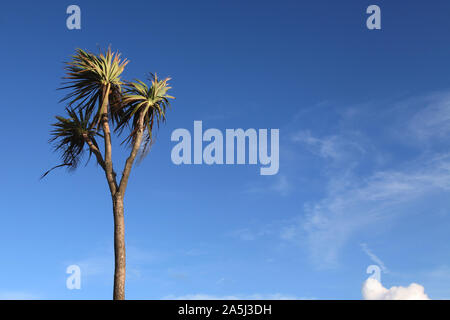 Un unico albero di palma soffiando nel vento in Hastings, East Sussex, isolato sul cielo blu di sfondo e copiare lo spazio, 2019 Foto Stock