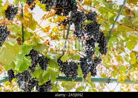 Mature grappoli di uva nera sulla vite all'esterno. Autunno raccolto di uve in vigneto per la produzione del vino. Il Cabernet Sauvignon, Merlot, Pinot Nero, Sangiovese Foto Stock