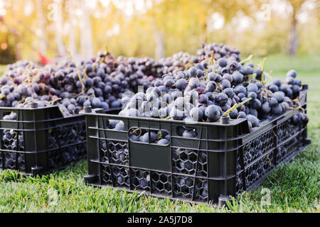 Cestini di maturazione dei grappoli di uva nera all'esterno. Autunno raccolto di uve in vigna di erba pronto per la consegna per la vinificazione. Il Cabernet Sauvignon Foto Stock