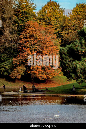 Un cigno si siede sul lago come le foglie degli alberi a Sefton Park, Liverpool cominciano a cambiare colore in autunno si assesta. Foto Stock