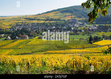 Vigneti a Andlau in Alsazia in Francia Foto Stock