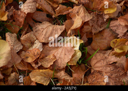 Close-up di golden fogliame di autunno sul prato, caduto foglie di autunno sfondo Foto Stock