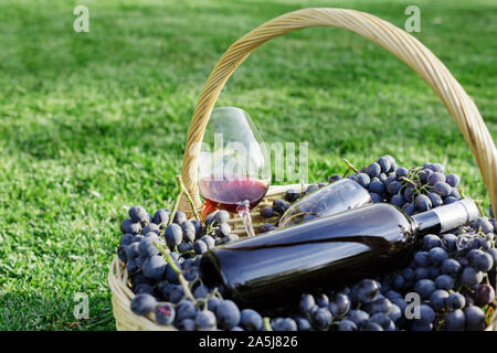 Bottiglia e due bicchieri di vino rosso e cesto di uva fresca raccolta sul prato, erba verde all'esterno. In casa la vinificazione del concetto. Degustazione di vini in vigna Foto Stock