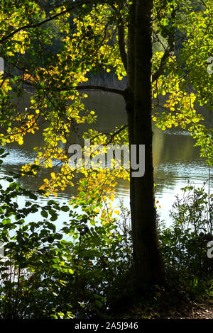 Un albero di ontano dal lago in autunno, freccia Valley Country Park, Louisville, England, Regno Unito Foto Stock